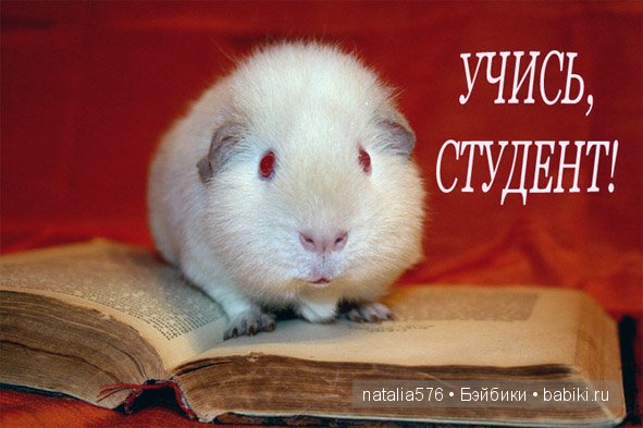 Поздравление поступившим студентам Поздравление поступившим студентам