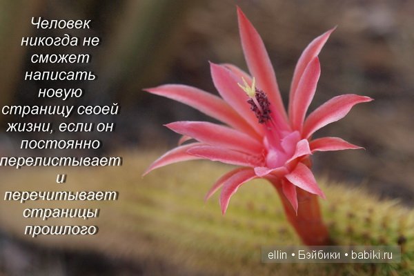 Афоризмы про цветы и себя Афоризмы про цветы и себя