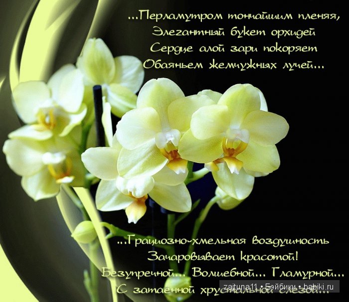 Поздравление к цветку орхидея Поздравление к цветку орхидея