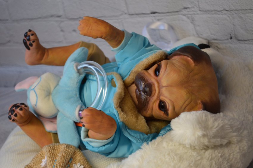 реборны животные свинки. куклы реборн орангутан. реборн животные. реборн животные. реборн животные.