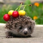 Покупатели-обманщики gorbushinaOlga или Карпенко. Теперь она EkaterinCat