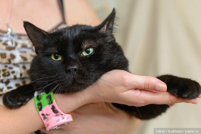 «Атмосфера творчества 2017». Благотворительный Мяу-Бутик Pret-a-Kote станет участником выставки (фото 3)