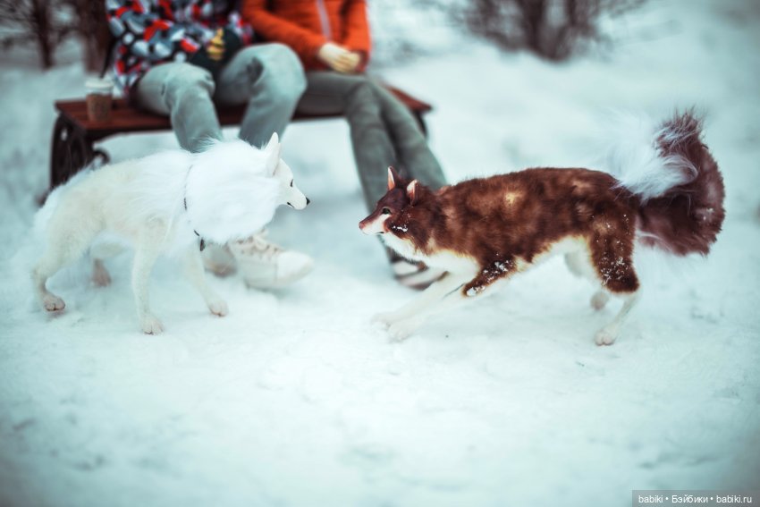 Наши зимние итоги — Фотоистории с куклами BJD (БЖД): сериалы (фото 8)