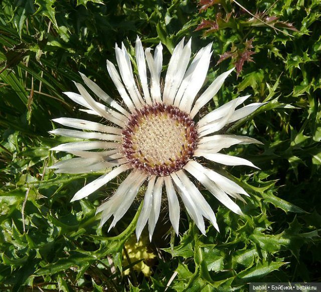 Новые коллекционные куклы эльфы и мишки. Спецвыпуск 2012 года Zwergnase (фото 2)