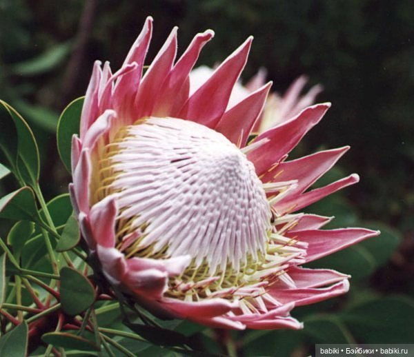 Новинки из 2012 года от Berdine Creedy