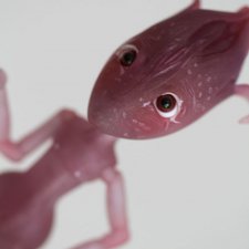 Nympheasdolls, продают крошку Brindille