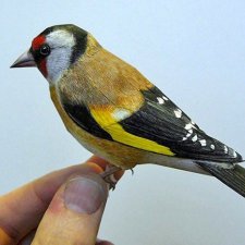 Бумажные, но как живые. Реалистичные фигурки птиц от Йохана Шерфта