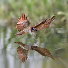 Бумажные птички Vaishali, Индия