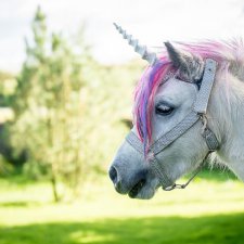 Необычный домашний единорог