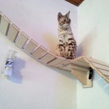 Игровые площадки для кошек