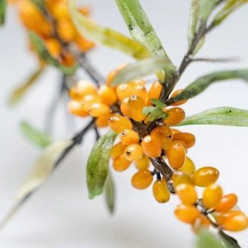 Облепиха - шедевр от Anna Nova