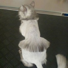 Креативные прически кошек