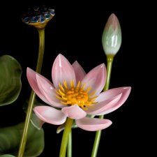 Лотосы из стекла