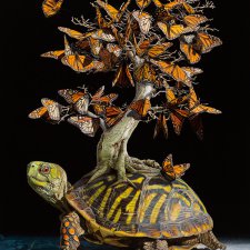 Миры на спинах черепах