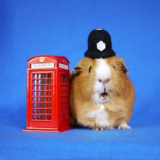 Морская свинка Фаззберту