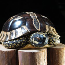 Черепаха из дерева, Николай Гаврись