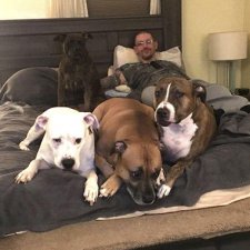 Игровая площадка с бассейном для собак