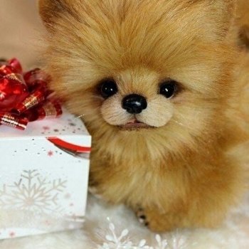 Шпиц с выкройкой