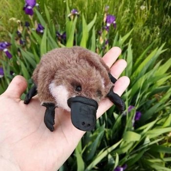 Выкройка утконоса, автор Олеси Демиденко