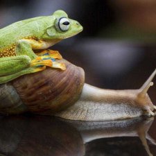 Дикое родео лягушки, фотограф Хенди Мп