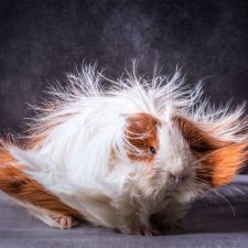 Морские свинки - маленькие модницы