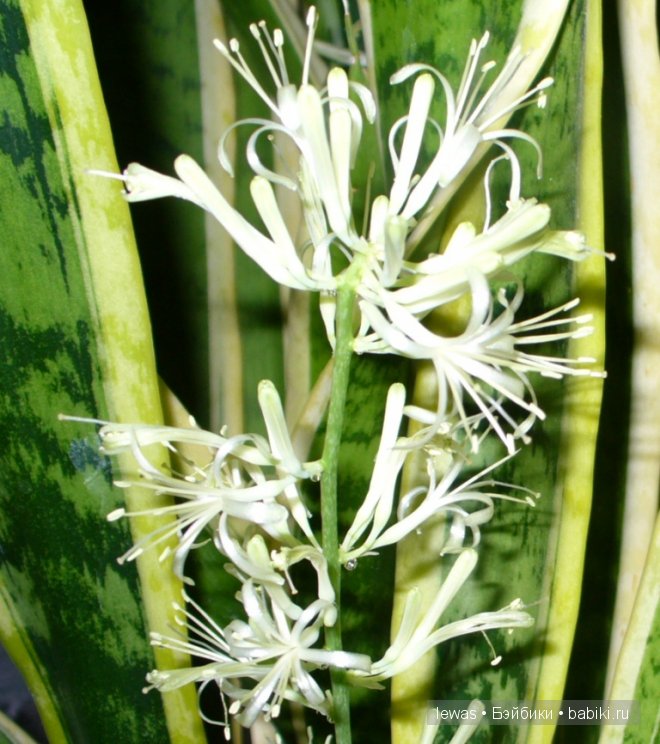 На окне цветок расцвел — Интересные игрушки и фигурки (разное): редкие (фото 3)