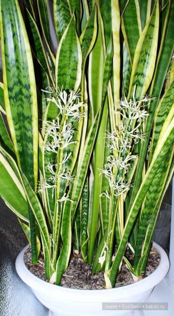 На окне цветок расцвел — Интересные игрушки и фигурки (разное): редкие (фото 2)