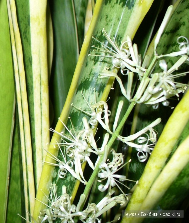 На окне цветок расцвел — Интересные игрушки и фигурки (разное): редкие (фото 5)