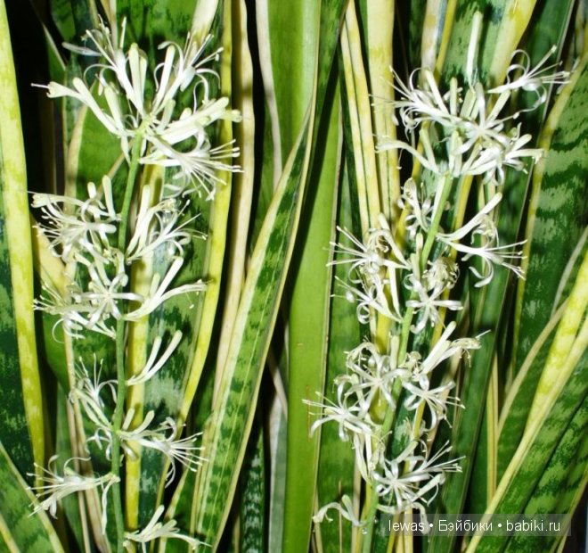 На окне цветок расцвел — Интересные игрушки и фигурки (разное): редкие