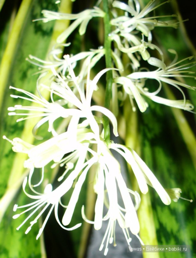 На окне цветок расцвел — Интересные игрушки и фигурки (разное): редкие (фото 4)