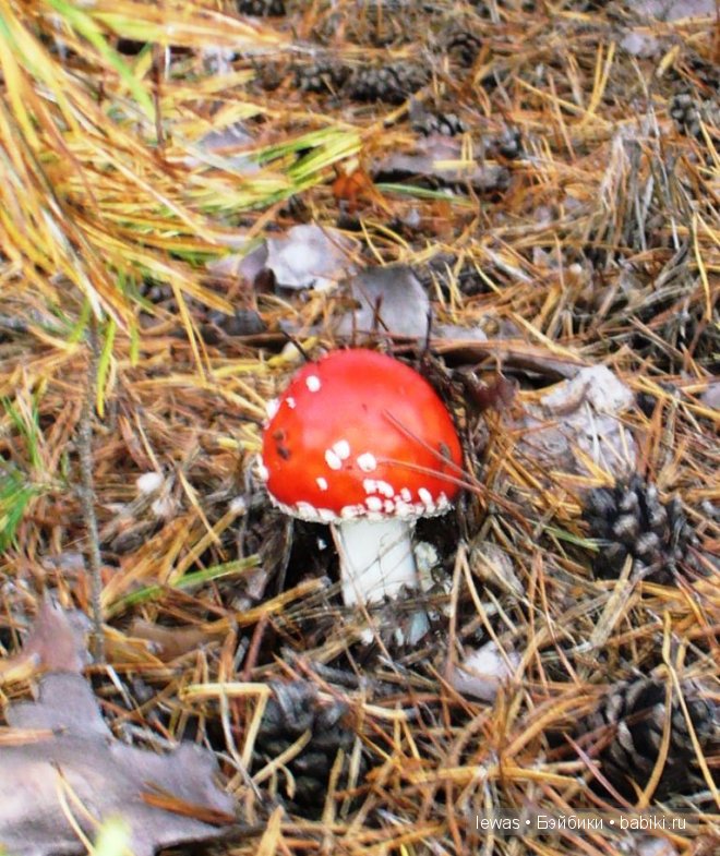 Пока мама в лес ходила, ребетня на даче не грустила | Бэйбики Пока мама в лес ходила, ребетня на даче не грустила (фото 2)