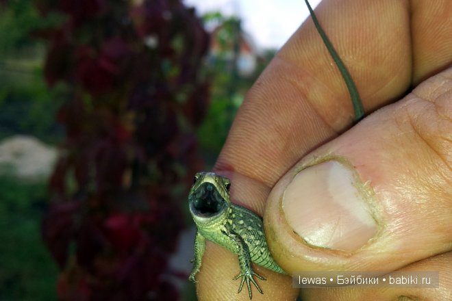 Пока мама в лес ходила, ребетня на даче не грустила | Бэйбики Пока мама в лес ходила, ребетня на даче не грустила