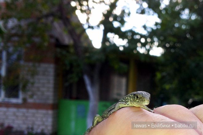 Пока мама в лес ходила, ребетня на даче не грустила | Бэйбики Пока мама в лес ходила, ребетня на даче не грустила
