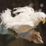 Авторская кукла Vita Kiseliūnienė dolls