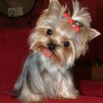 Мечта моей дочки