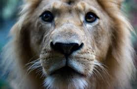 Великолепный лев — Интересные игрушки и фигурки (разное): редкие