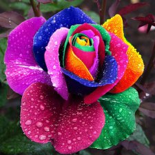 "Ассорти"-Коллекция