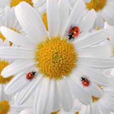 Летний улов