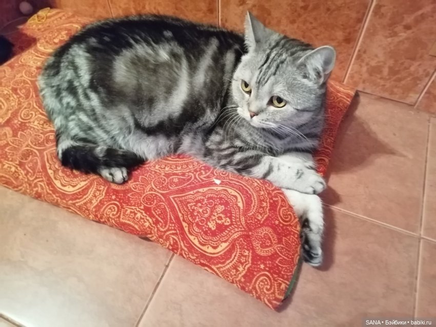 Даня и Танцующие котики — Интересные игрушки и фигурки (разное): редкие