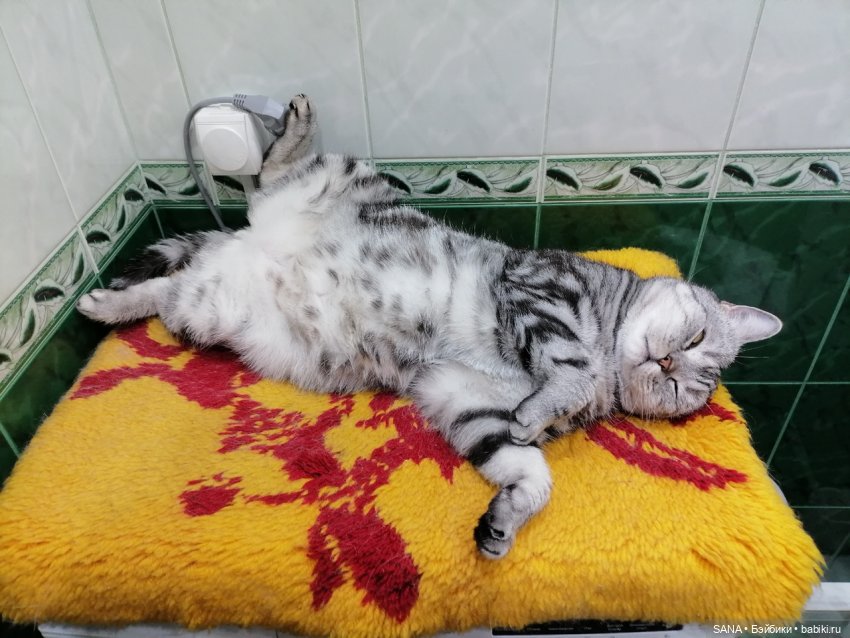 Даня и Танцующие котики — Интересные игрушки и фигурки (разное): редкие (фото 4)