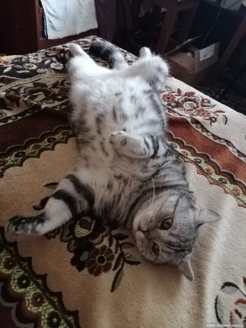 Даня и Танцующие котики — Интересные игрушки и фигурки (разное): редкие (фото 5)