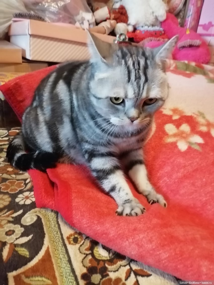 Даня и Танцующие котики — Интересные игрушки и фигурки (разное): редкие (фото 3)