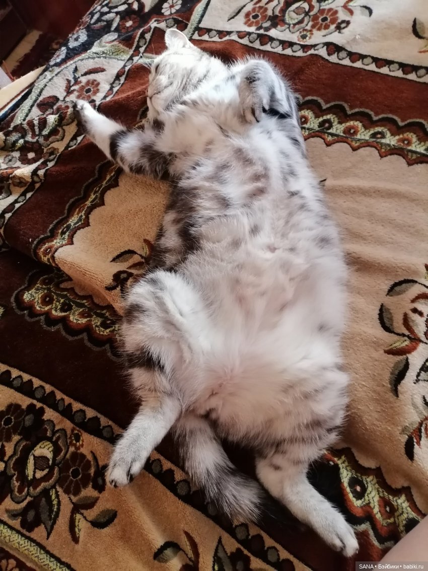 Даня и Танцующие котики — Интересные игрушки и фигурки (разное): редкие (фото 6)