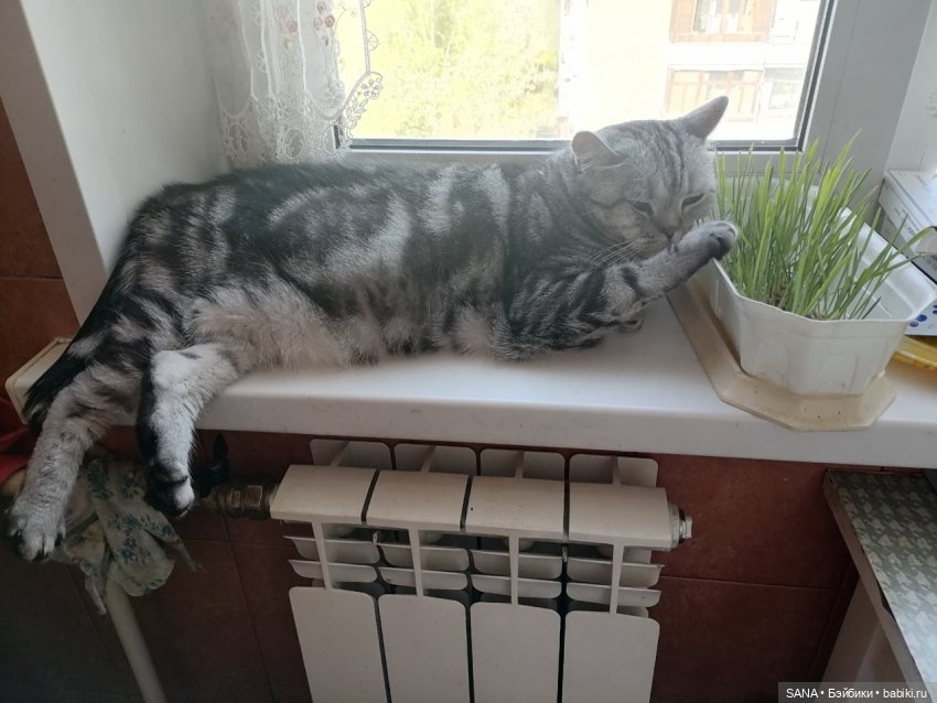 Даня и Танцующие котики — Интересные игрушки и фигурки (разное): редкие (фото 2)