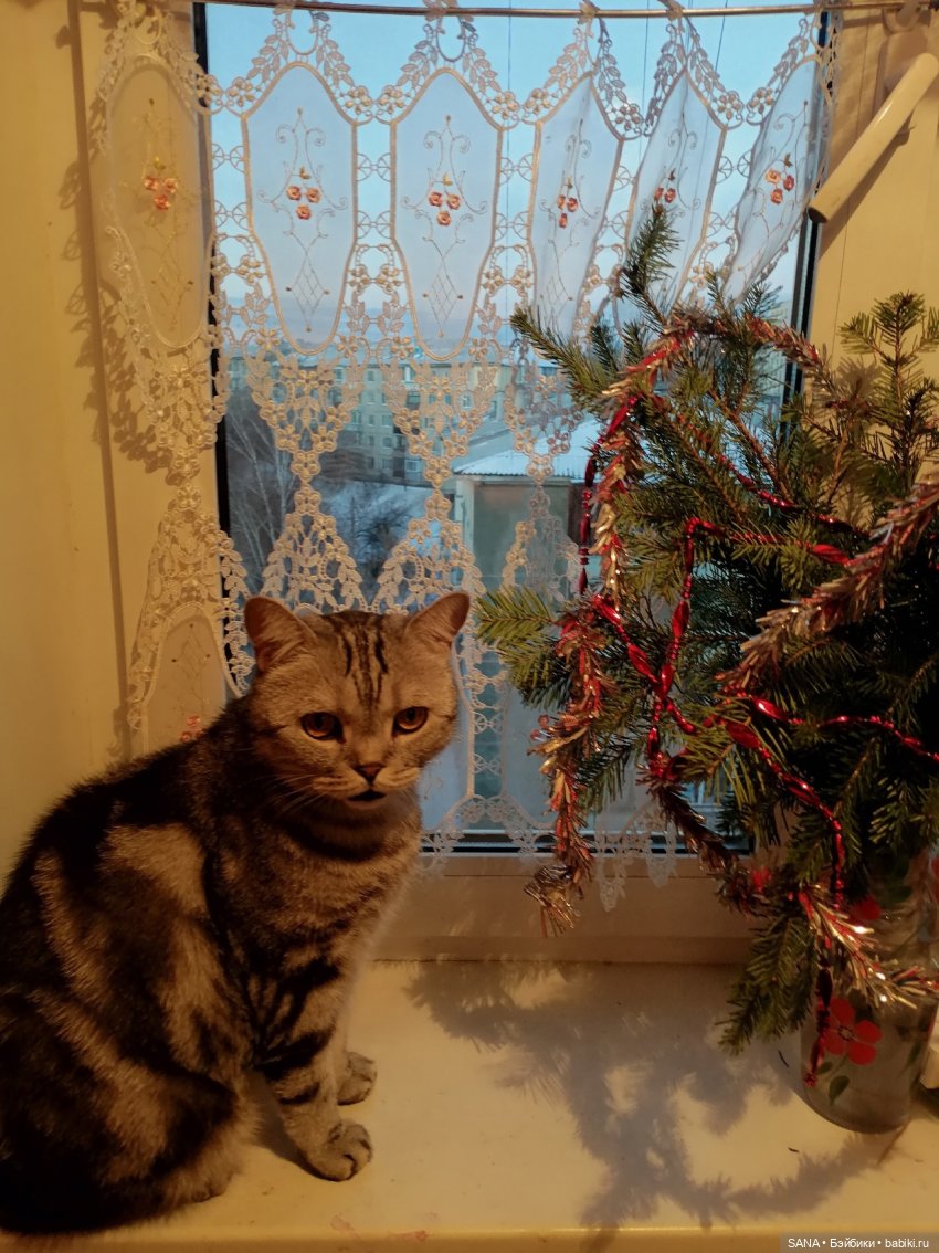 Даня и Танцующие котики — Интересные игрушки и фигурки (разное): редкие (фото 7)