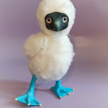 Птенчик голубоногой олуши