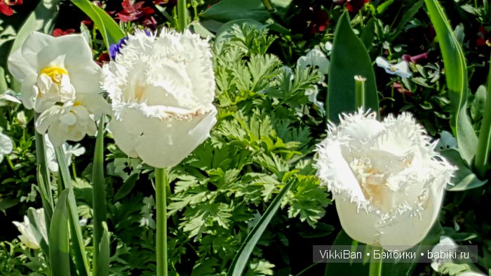 Остров Майнау. Германия — Туризм и путешествия: фотоотчеты из поездок