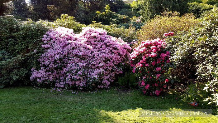 Остров Майнау. Германия — Туризм и путешествия: фотоотчеты из поездок