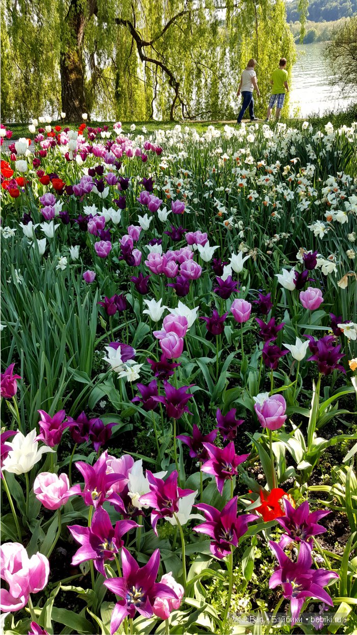 Остров Майнау. Германия — Туризм и путешествия: фотоотчеты из поездок