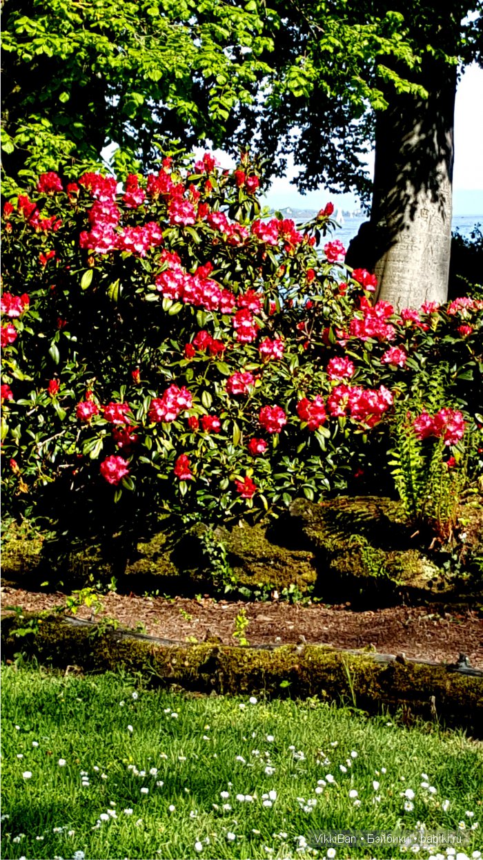 Остров Майнау. Германия — Туризм и путешествия: фотоотчеты из поездок